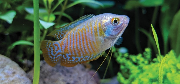 dwarf-gourami