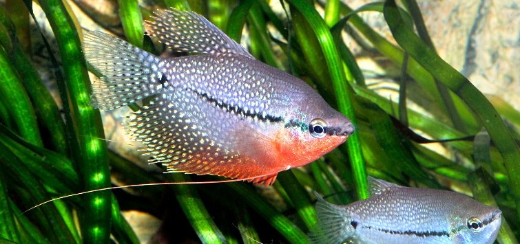 Trichopodus leerii 4