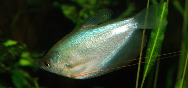 Trichopodus microlepis 2