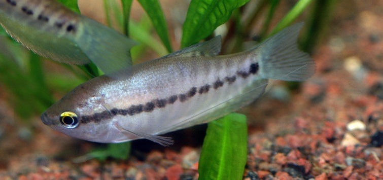 Trichopodus pectoralis 2