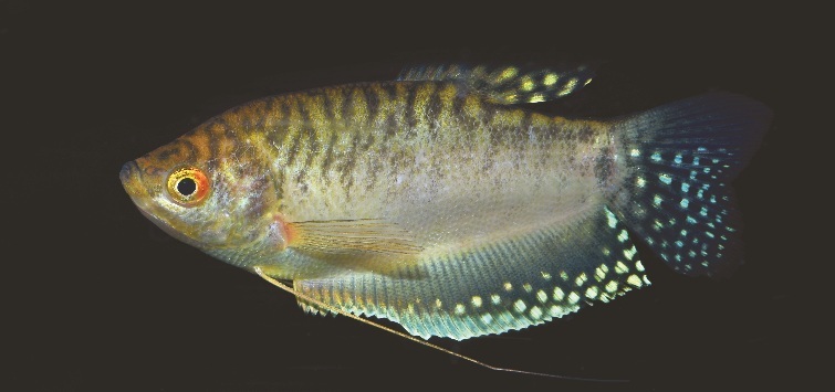 Trichopodus trichopterus - Yellow 5 copy