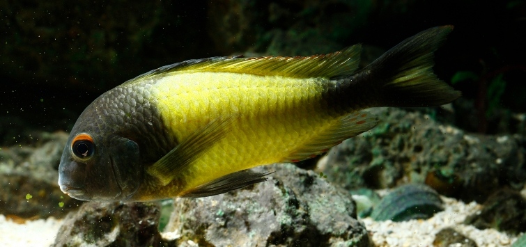 tropheus fish