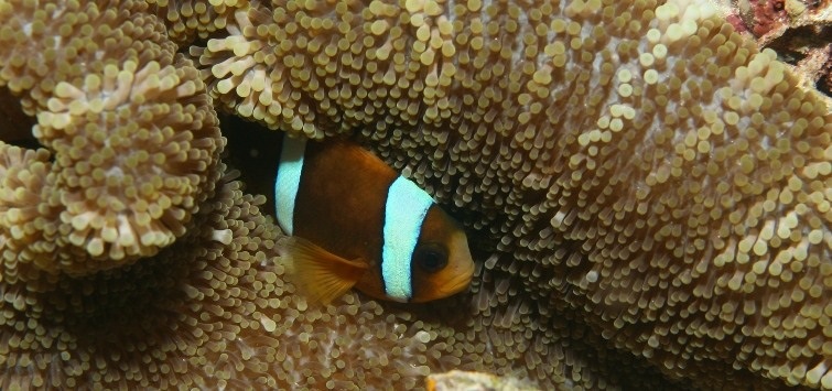 barrier-reef-clownfish and carpet anemone