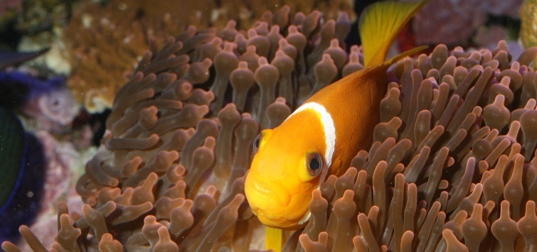 clownfish and bubble-tip anemone
