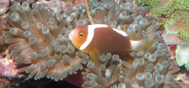 clownfish and bubble-tip anemone