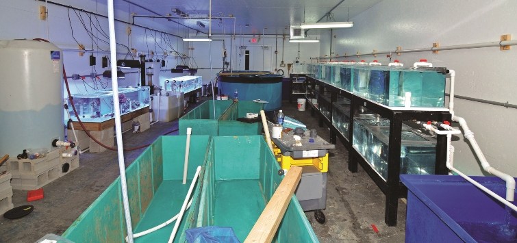 fish-quarantine-tank