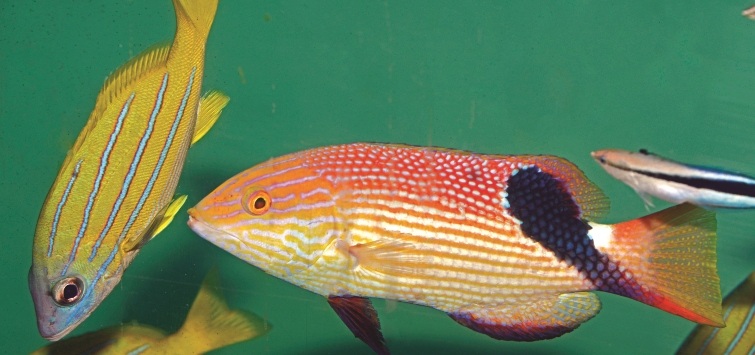group-of-australian-fishes