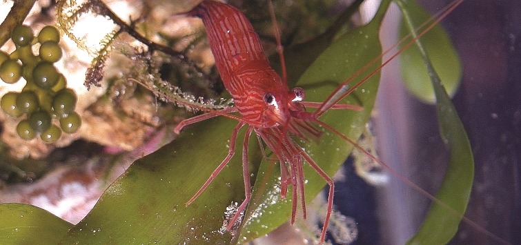peppermint-shrimp