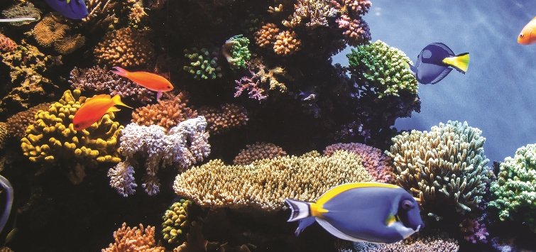 reef-aquarium