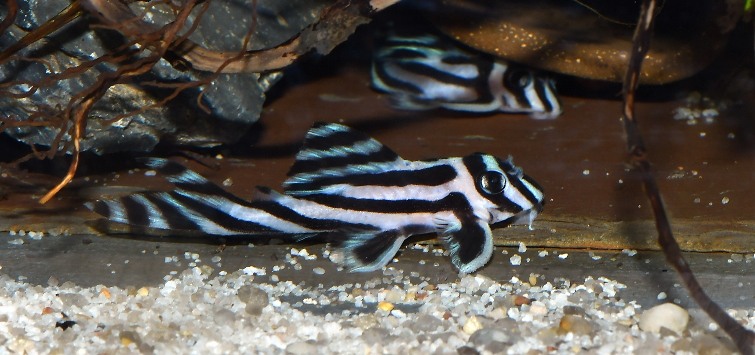 zebra plecos in aquarium