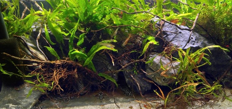 java fern and place