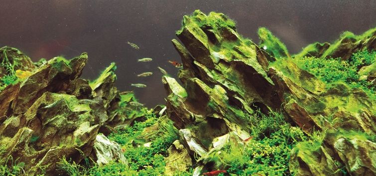 algae-outbreak-aquarium-rocks