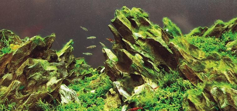 How to Get Rid of Algae in a Planted Fish Tank | TFH Magazine
