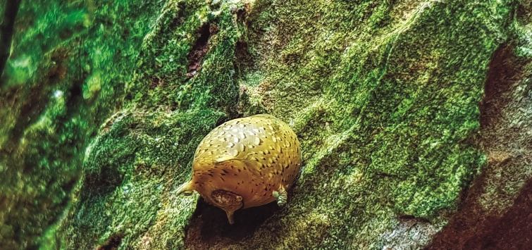 aquarium-snail-eating-algae