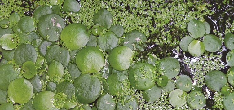 floating-aquarium-plants