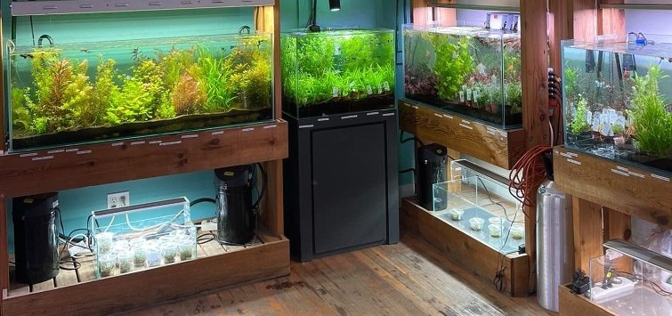 aquarium-zen-seattle