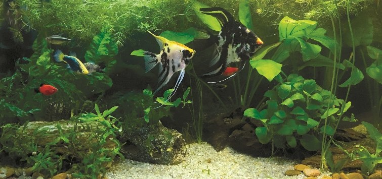 How to Build a Zebra Pleco Habitat | TFH Magazine