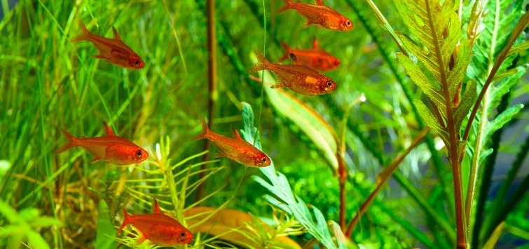 ember tetras