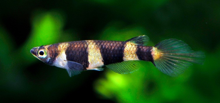 Keeping & Breeding Clown Killifish | TFH Magazine