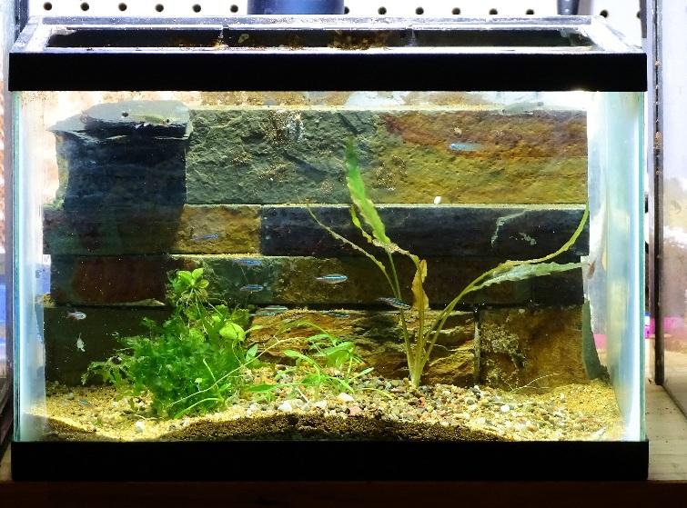 pico tank for clown killifish