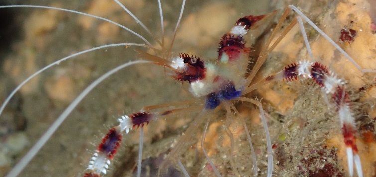 Coral Banded Shrimp