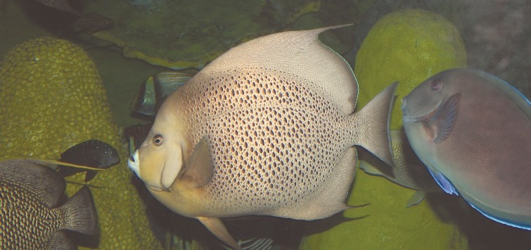 black-angelfish
