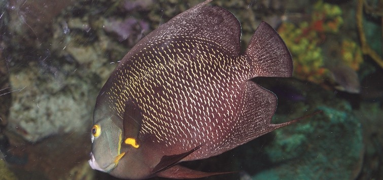 french-angelfish