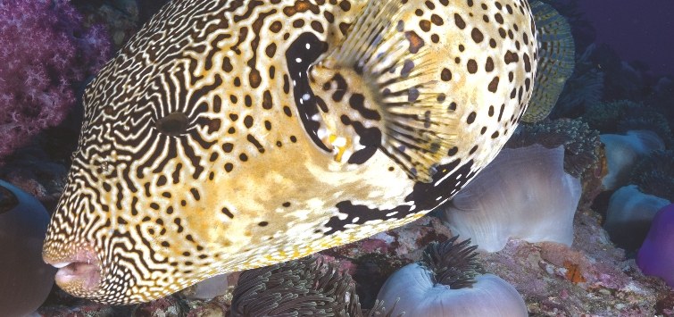 large pufferfish