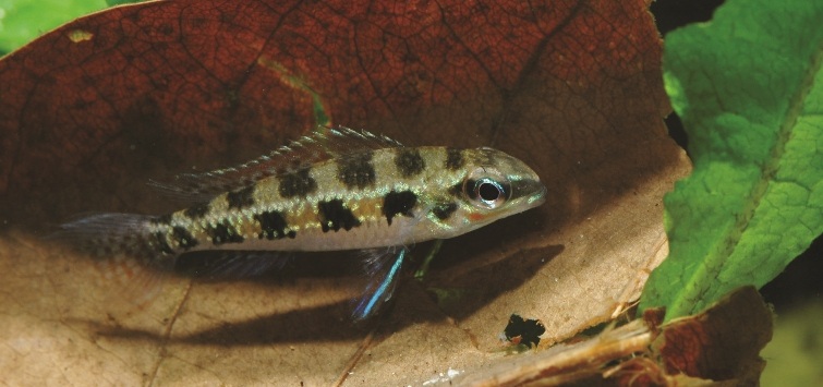 dicrossus filamentosus