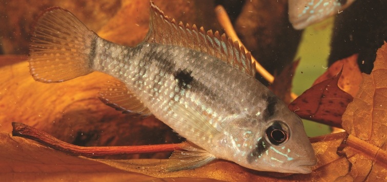 Inca stone cichlid