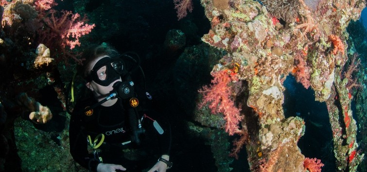 Living Ghosts of the Sea: Reef Shipwreck Diving - TFH Magazine