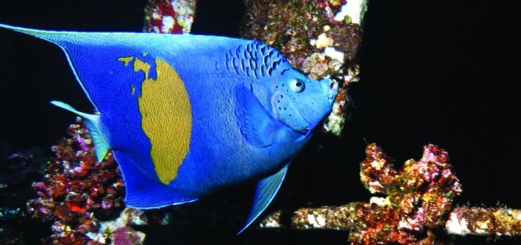yellowbar-angelfish