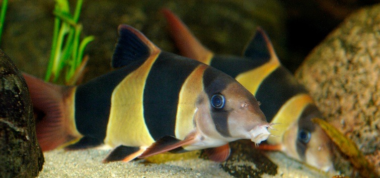 Chromobotia macracanthus