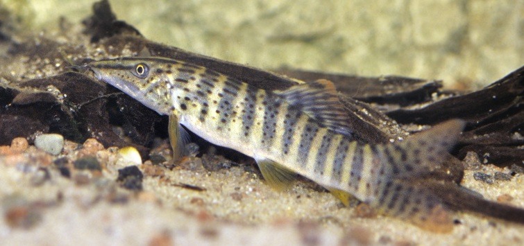 Syncrossus berdmorei