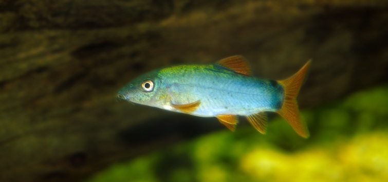 Yasuhikotakia modesta