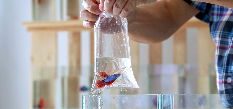 betta-in-bag