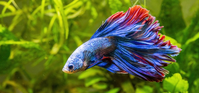 betta-plants