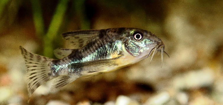 cory catfish swimming above gravel