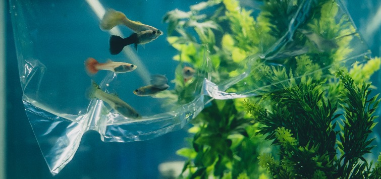 guppy-bag