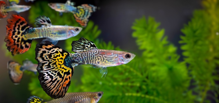 school of guppies in planted tank