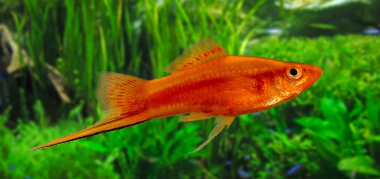 orange swordtail fish