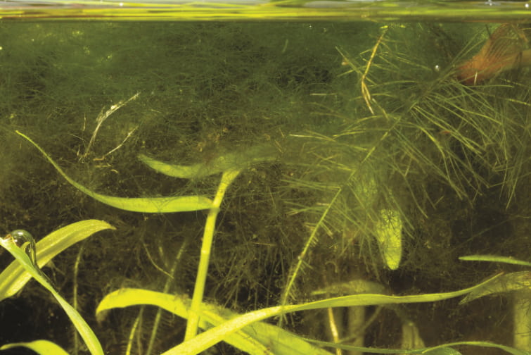 Hair algae J O Reynolds 2 2
