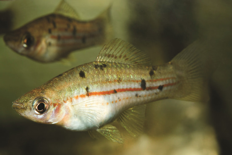 Wild swordtail Xiphophorus helleri female J O Reynolds 2 1