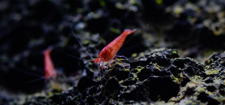 2-hawaiian-volcano-shrimp