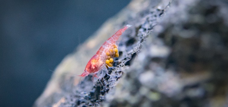 hawaiian-volcano-shrimp-on-rock