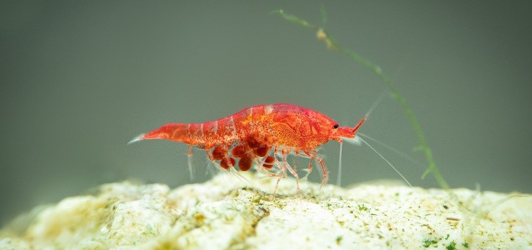 hawaiian-volcano-shrimp