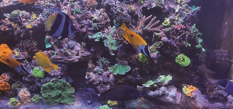 aquarium-fish