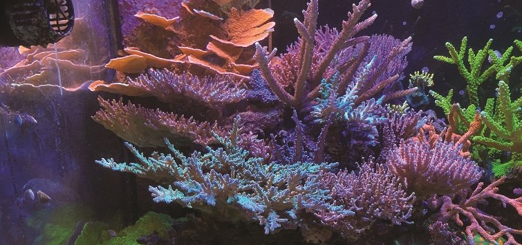 coral-growing