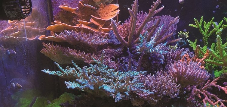 Optimizing Coral Growth and Color | TFH Magazine