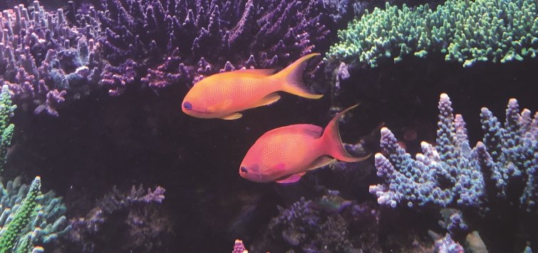 corals-in-aquarium